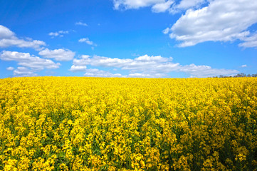 Obraz premium Rapsfeld