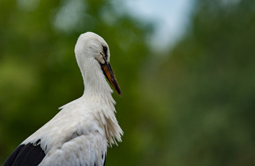 Stork standing in nest