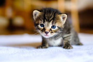 Petit chaton noir tigré avec les yeux bleu, âgé de deux semaines, assis.