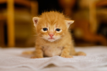 Chat Gris Tigre Assis Dans La Rue Wall Mural Wallpaper Murals Marina