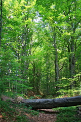 Powalony pień drzewa na leśnej ścieżce