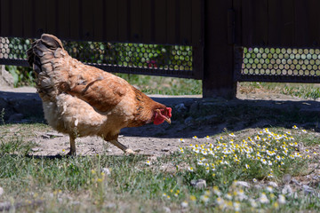 Chicken are pecking grass and walks on a meadow