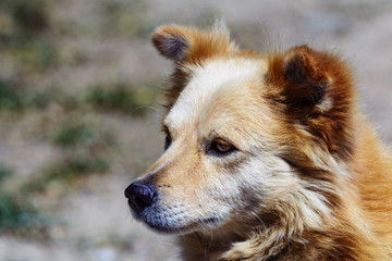 Young beautiful dog waiting for the owner