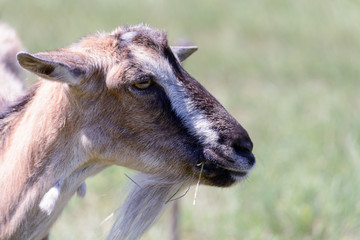 A large portrait of a young goat