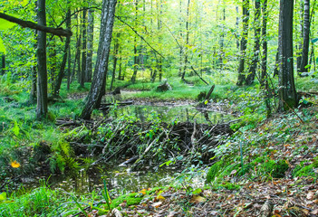 The wood pond which has grown with a duckweed