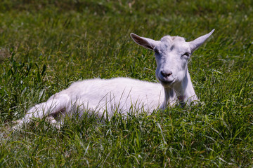White goat lies on a green meadow among the grass