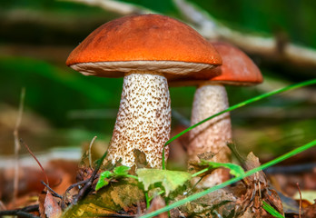 Cute penny bun mushroom is growing in the grass. The beautiful small brown cap of a cep is in the...