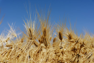 Fototapeta premium Spikelets of ripe wheat against the blue sky