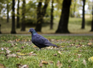 Pidgeon in the Park