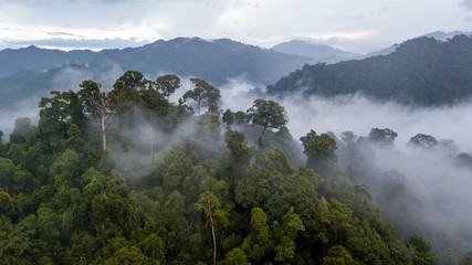 Aerial view of mist, cloud and fog hanging over a lush tropical rainforest after a storm - obrazy, fototapety, plakaty