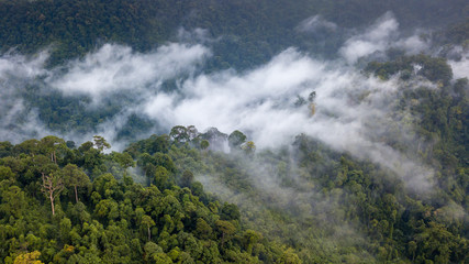 Aerial view of mist, cloud and fog hanging over a lush tropical rainforest after a storm