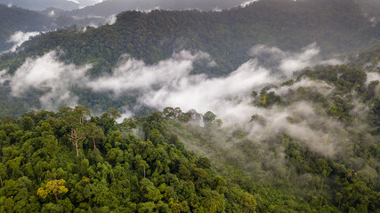 Aerial view of mist, cloud and fog hanging over a lush tropical rainforest after a storm