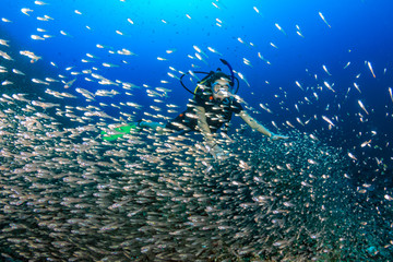 Fototapeta na wymiar SCUBA diver swims through a school of Glassfish on a tropical coral reef