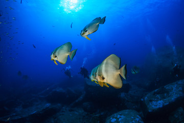 Large Batfish (Spadefish) in blue water above a tropical coral reef