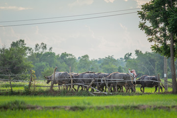 buffalo walk  in the field rice.