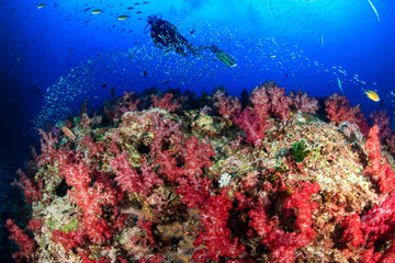 Naklejka na ściany i meble SCUBA diver swimming over a tropical coral reef