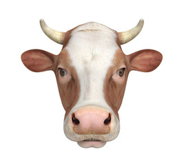 Cow Isolated