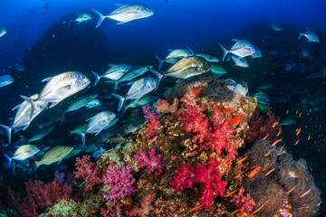 Jacks hunting on a colorful tropical coral reef