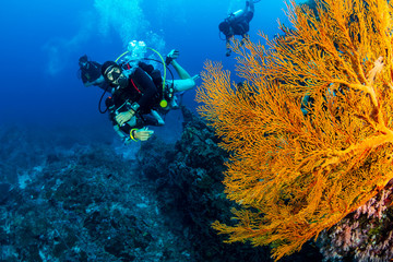 SCUBA diver next to a huge sea fan on a tropical coral reef