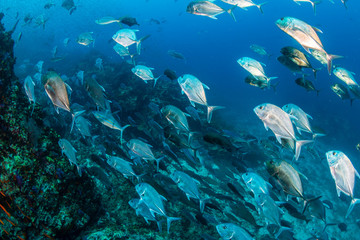 A huge school of fish in blue water above a tropical coral reef