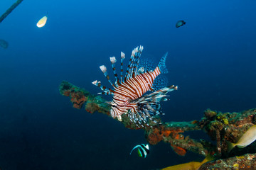 Fototapeta na wymiar Predatory Lionfish above an old shipwreck in a tropical ocean
