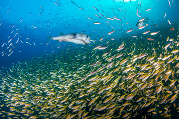 Fototapeta na wymiar Large Pufferfish and shoal of snapper in a blue, tropical ocean