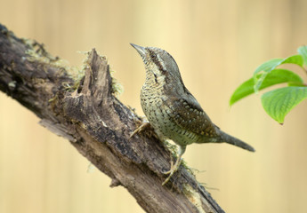 Wryneck (Jynx torquilla) on a dry branch