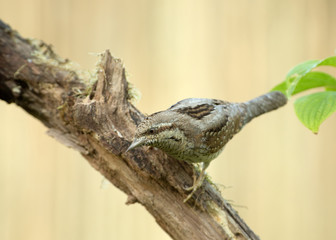 Curious Wryneck (Jynx torquilla) in spring, on a branch
