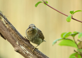 Wryneck (Jynx torquilla) on the branch