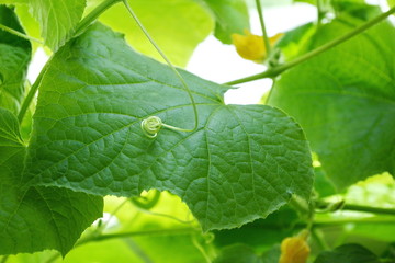 cucumber mustache. sheet of cucumber in the greenhouse .