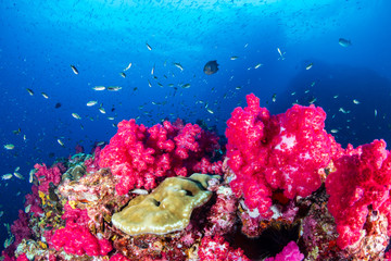Colorful, healthy tropical coral reef