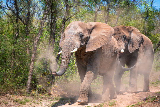 Elephants taking a dust shower