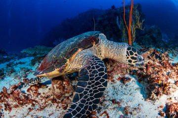 Naklejka na ściany i meble Colorful Hawksbill Sea Turtle feeding on a tropical coral reef