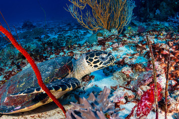 Colorful Hawksbill Sea Turtle feeding on a tropical coral reef