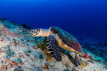 Hawksbill Sea Turtle feeding on a tropical coral reef
