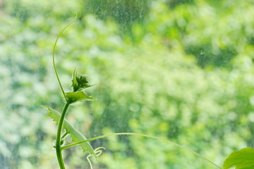 young first cucumber flowers head and mustache
