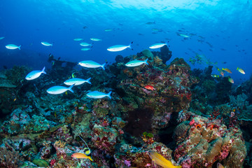 Fototapeta na wymiar Colorful tropical fish swim around a healthy coral reef