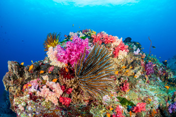 Colorful tropical fish swim around a healthy coral reef © whitcomberd