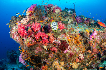 Colorful tropical fish swim around a healthy coral reef