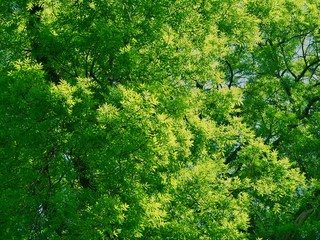 Fototapeta premium Ash Tree