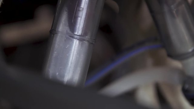 Close Up of Farm Milking Machine on Udders