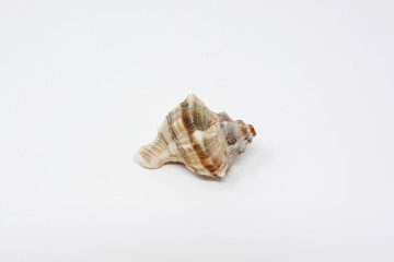 Shell on white background