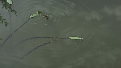 frog pushes leaf swimming in alake water on a sunny day