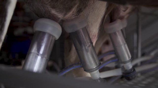 Farm Milking Machine on Goat Udders