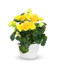 Houseplant - flowering Begonia a potted plant isolated over white