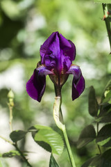 Velvet flower of purple iris (Meskalero Chif)