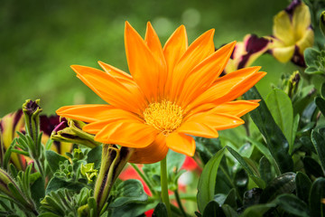 orange flower blossom on green background