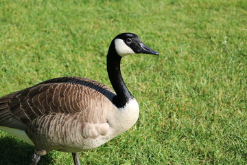 Canadian Goose