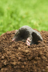 Close up of Mole in garden. Talpa europaea, crawling out of brown molehill, green grass lawn background. Selective focus