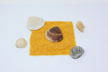 Shell on white background